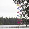 In the Breeze 5185 — 48" Jewel Curlie, Yellow, Green, Fuschia, Pink